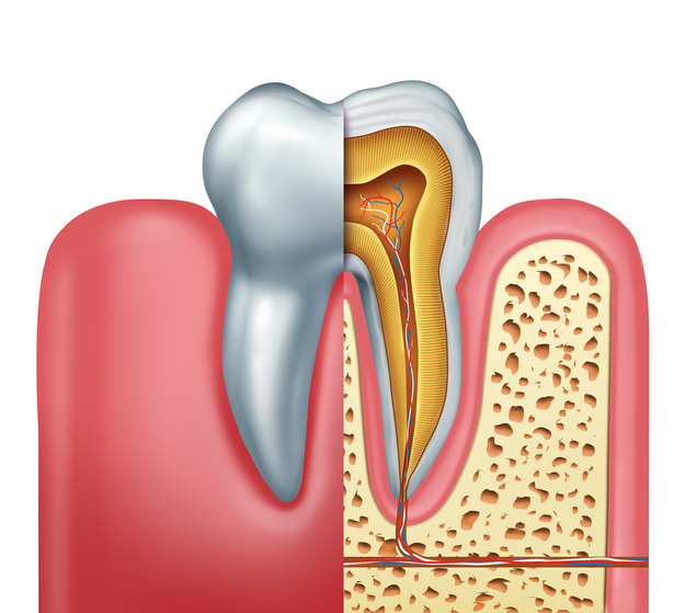 Human tooth anatomy dentistry medical concept as a cross section of a molar with nerves and root canal symbol as a 3D illustration.